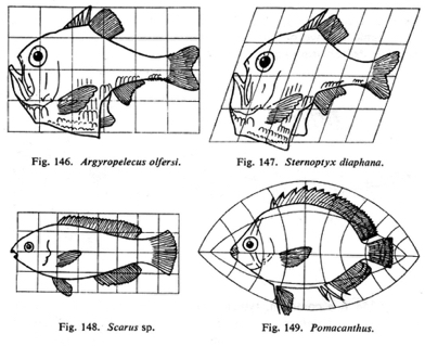 Trans Fig 14 Fishes